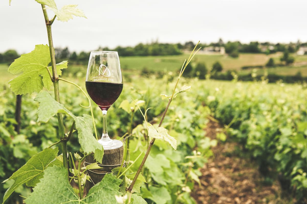 Uma taça de vinho, e ao fundo uma plantação de uva 
